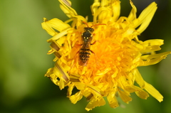 Nomada goodeniana