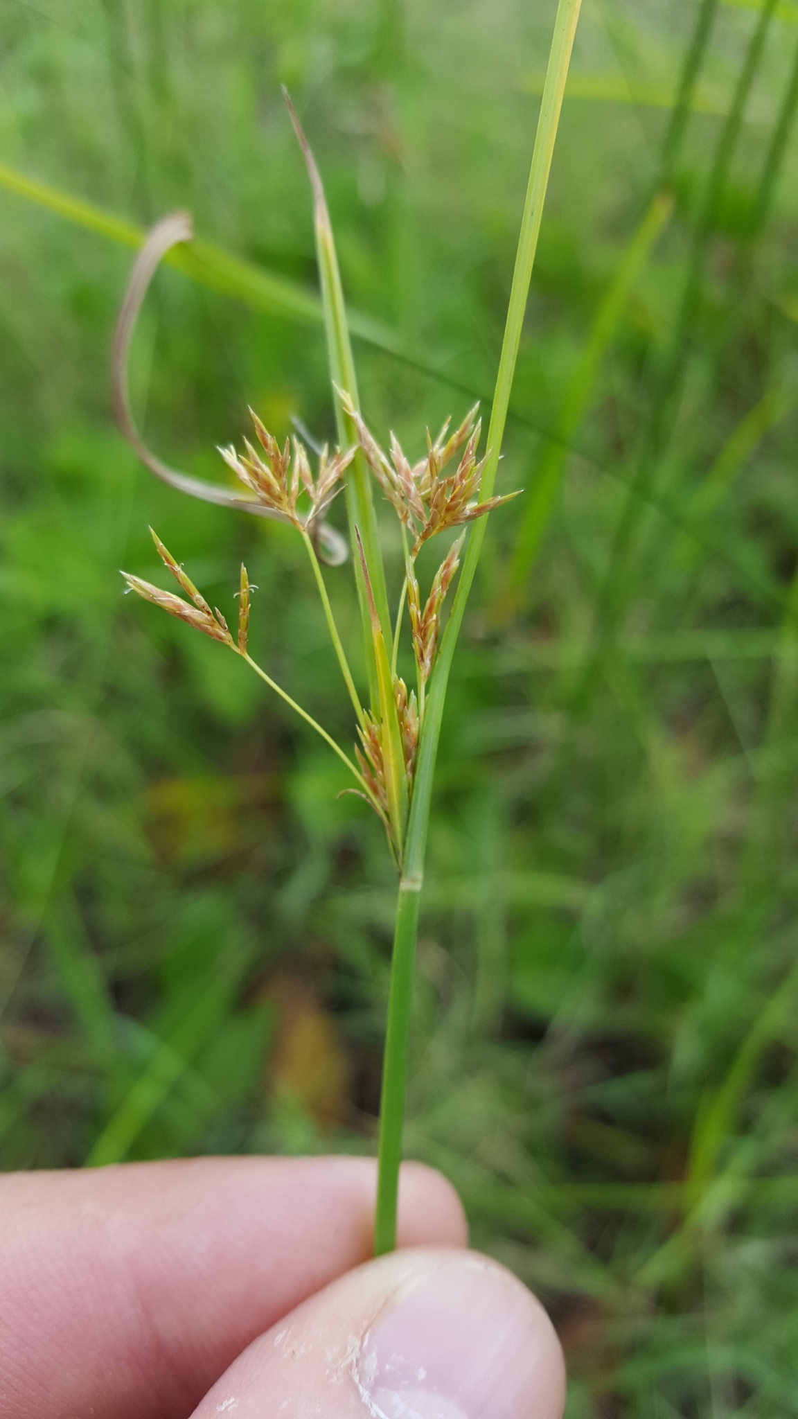 (c) François Rousseu, certains droits réservés (CC BY-NC) https://www.inaturalist.org/observations/104721054