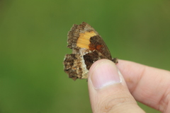 Pedaliodes phaea