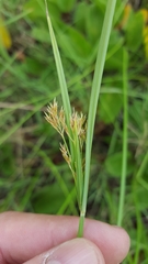 Cyperus corymbosus