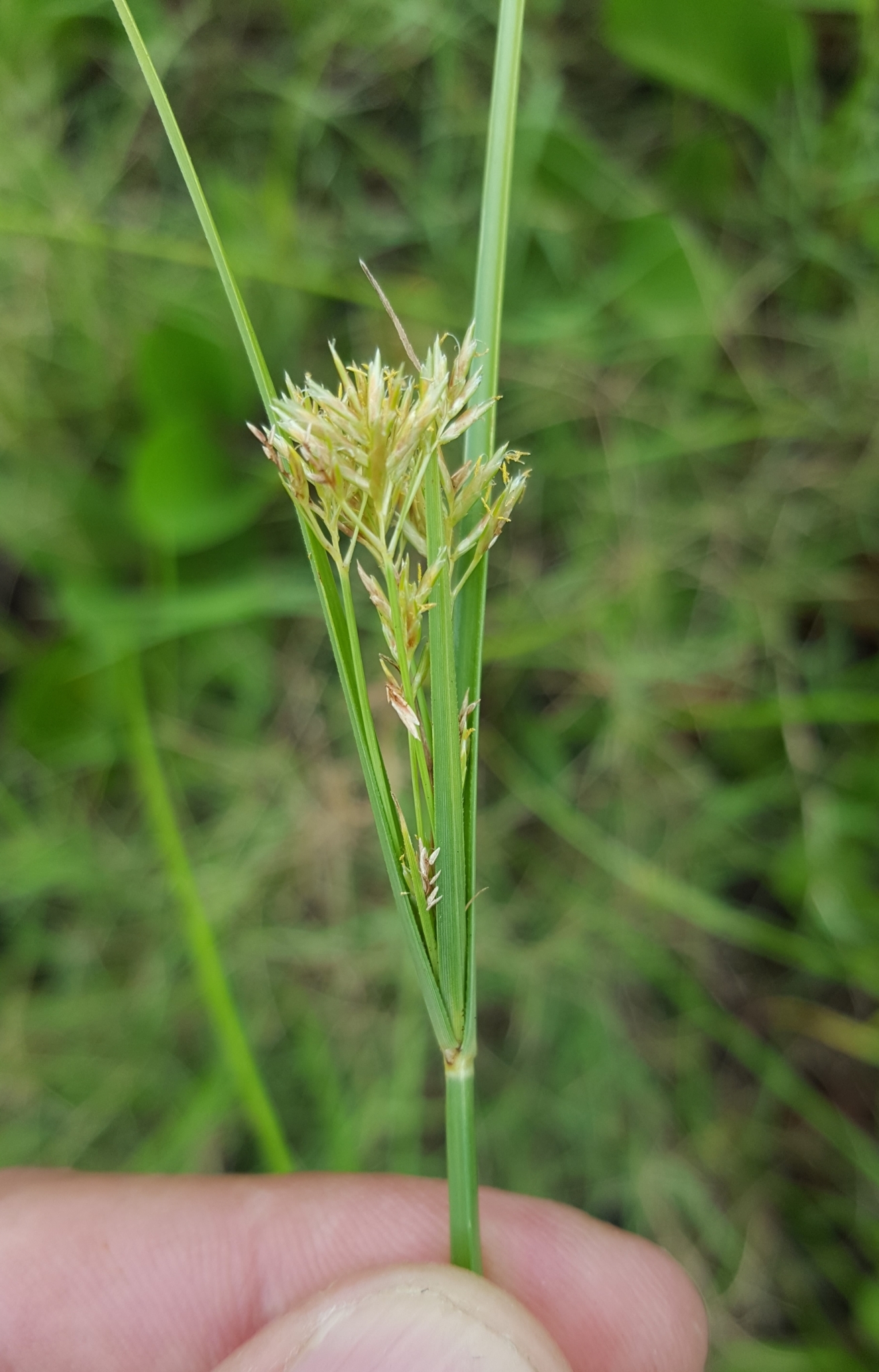 (c) François Rousseu, certains droits réservés (CC BY-NC) https://www.inaturalist.org/observations/104721054