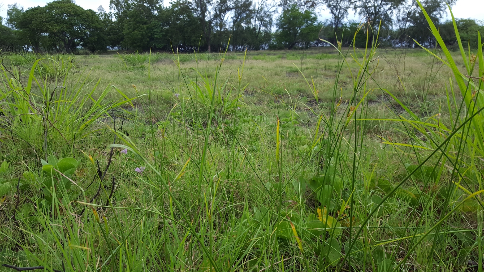 (c) François Rousseu, certains droits réservés (CC BY-NC) https://www.inaturalist.org/observations/104721054