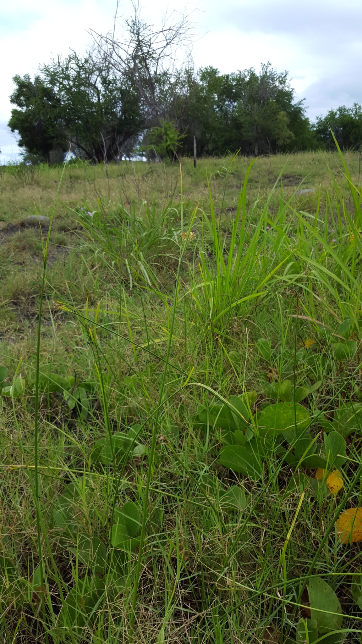 (c) François Rousseu, certains droits réservés (CC BY-NC) https://www.inaturalist.org/observations/104721054