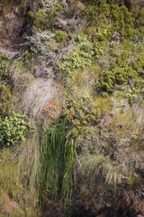 Kniphofia tabularis