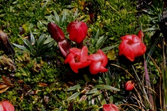Gentianella rupicola