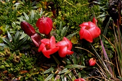 Gentianella rupicola