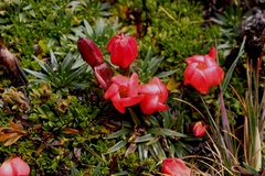 Gentianella rupicola