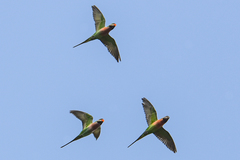 Psittacula alexandri fasciata