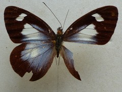 Leptophobia caesia tenuicornis