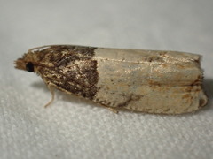 Gypsonoma aceriana