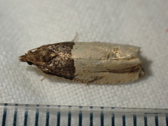 Gypsonoma aceriana