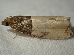 Gypsonoma aceriana