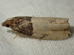 Gypsonoma aceriana