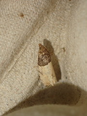 Gypsonoma aceriana