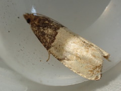 Gypsonoma aceriana