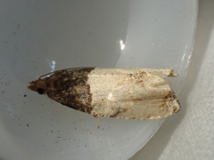 Gypsonoma aceriana