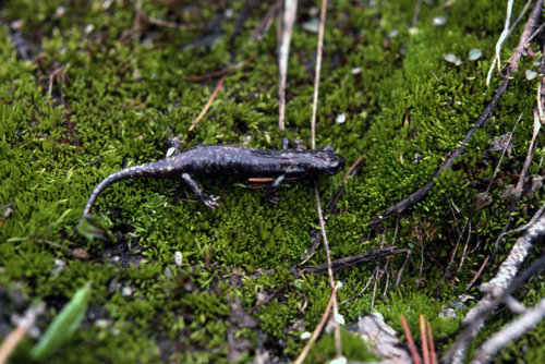 iNaturalist observation photo of Mount Lyell Salamander