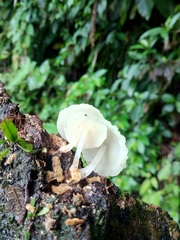 Filoboletus