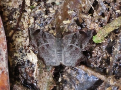 Antigonus erosus