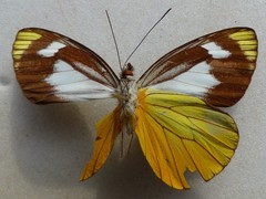 Leptophobia caesia tenuicornis