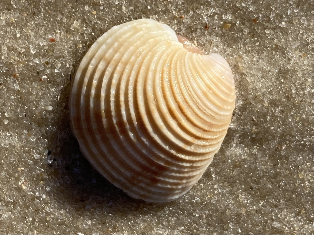 Chionopsis