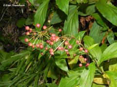 Lysimachia sertulata