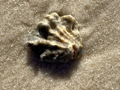 Plicatula gibbosa
