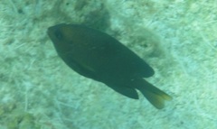 Neopomacentrus azysron