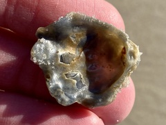 Plicatula gibbosa