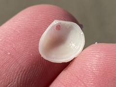 Strigilla surinamensis