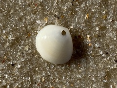 Strigilla surinamensis