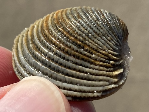 Lady-in-waiting Venus