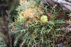 Banksia armata ignicida