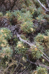 Banksia armata ignicida