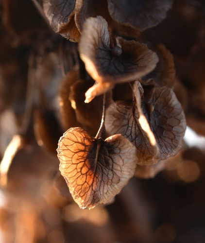 Tankiažiedė rūgštynė nuotrauka