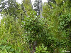 Maytenus magellanica