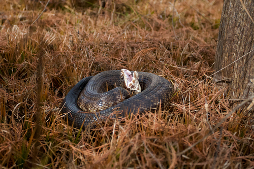 Florida Cottonmouth, Florida, US, photo 9 of 10