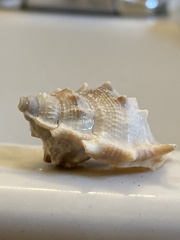 Bursidae
