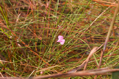 Agalinis divaricata