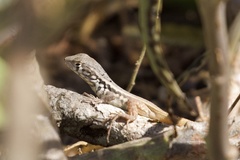 Leiocephalus barahonensis