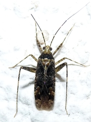 Phytocoris dimidiatus
