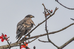 Haliaeetus