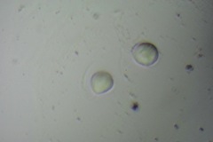 Chlamydomonadales
