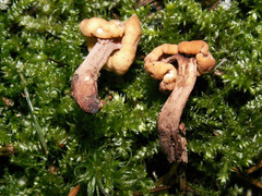 Cudonia confusa