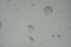 Chlamydomonadales