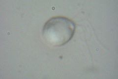 Chlamydomonadales