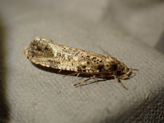 Morophaga choragella