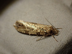 Morophaga choragella