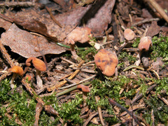 Cudonia confusa