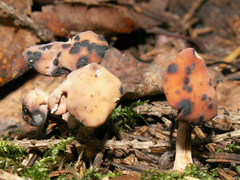 Cudonia confusa